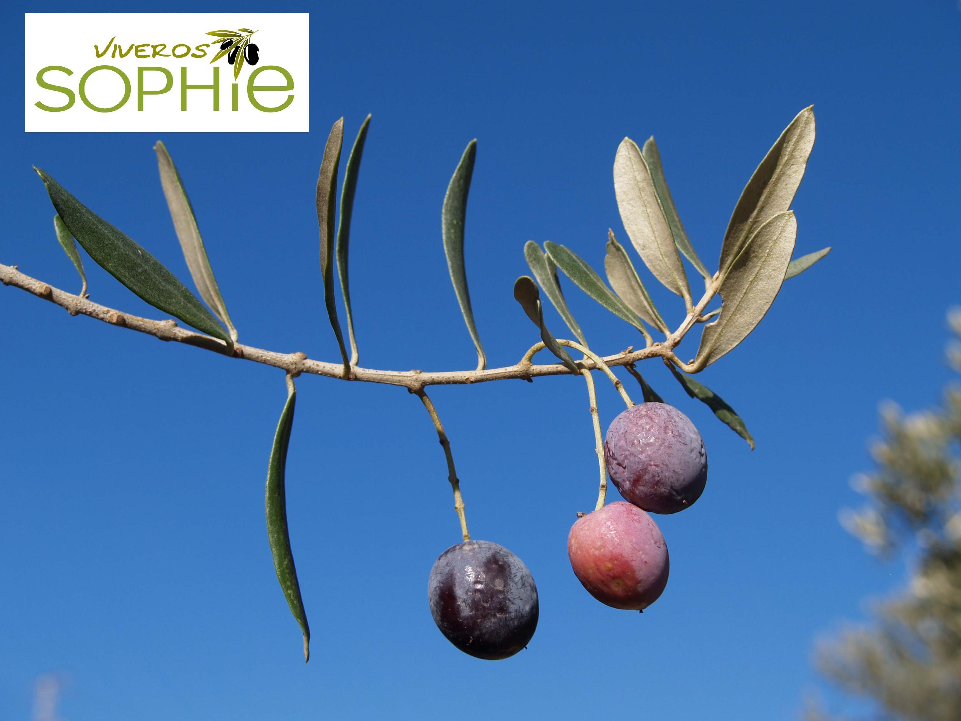 Variedad de olivo SORANI